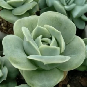 Graptoveria Rose Echeveria Succulent Live Plant - 2 inch Pot, Gray Green Foliage - Image 1