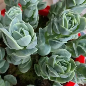 Graptoveria Rose Echeveria Succulent Live Plant - 2 inch Pot, Gray Green Foliage - Image 5