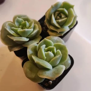 Graptoveria Rose Echeveria Succulent Live Plant - 2 inch Pot, Gray Green Foliage - Image 7