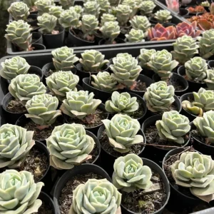 Graptoveria Rose Echeveria Succulent Live Plant – Gray-Green Rosette – 4