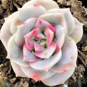 Graptoveria Rose Echeveria Succulent Live Plant – Gray-Green Rosette – 4
