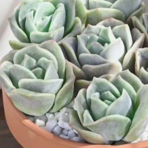 Graptoveria Rose Echeveria Succulent Live Plant – Gray-Green Rosette – 4