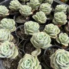 Graptoveria Rose Echeveria Succulent Live Plant – Gray-Green Rosette – 4" Pot - Image 1