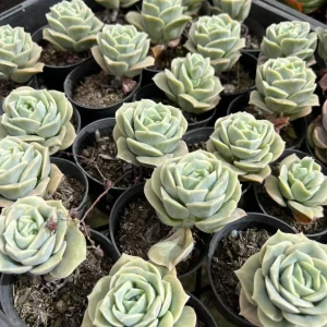 Graptoveria Rose Echeveria Succulent Live Plant – Gray-Green Rosette – 4