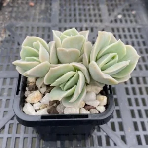 Graptoveria Rose Echeveria Succulent Live Plant – Gray-Green Rosette – 4