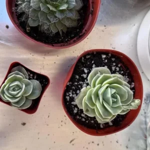 Graptoveria Rose Echeveria Succulent Live Plant – Gray-Green Rosette – 4