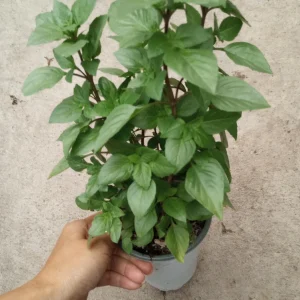 Greek Columnar Basil Live Plant – 6 Inch Pot – Fragrant Culinary Herb for Indoor/Outdoor - Image 1