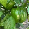 Green Bell Pepper Live Plants - 3 Plants in 6 Inch Pot - Vegetable Garden - Image 1