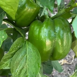 Green Bell Pepper Live Plants - 3 Plants in 6 Inch Pot - Vegetable Garden - Image 1