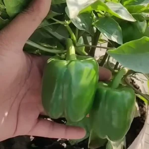 Green Bell Pepper Live Plants - 3 Plants in 6 Inch Pot - Vegetable Garden - Image 2