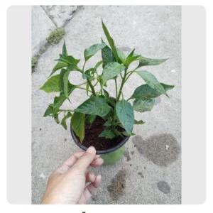 Green Bell Pepper Live Plants - 3 Plants in 6 Inch Pot - Vegetable Garden - Image 3