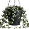 Green String of Hearts Live Plant – Trailing Succulent – 6" Pot – Indoor - Image 1