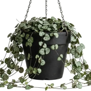 Green String of Hearts Live Plant – Trailing Succulent – 6