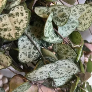 Green String of Hearts Live Plant – Trailing Succulent – 4 Inch Pot – Indoor - Image 2