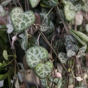 Green String of Hearts Live Plant – Trailing Succulent – 4 Inch Pot – Indoor - Image 4