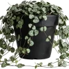 Green String of Hearts Live Plant – Trailing Succulent – 4 Inch Pot – Indoor - Image 1