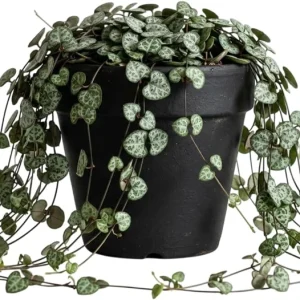 Green String of Hearts Live Plant – Trailing Succulent – 4 Inch Pot – Indoor - Image 1
