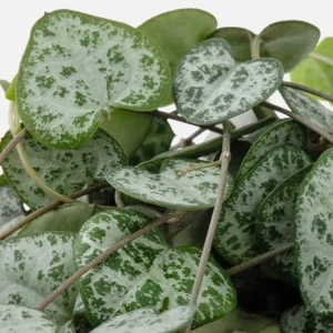 Green String of Hearts Live Plant – Trailing Succulent – 4 Inch Pot – Indoor - Image 5