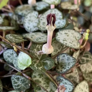 Green String of Hearts Live Plant – Trailing Succulent – 4 Inch Pot – Indoor - Image 6