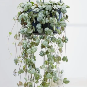 Green String of Hearts Live Plant – Trailing Succulent – 4 Inch Pot – Indoor - Image 7