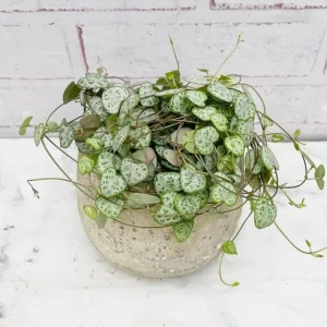 Green String of Hearts Live Plant – Trailing Succulent – 6