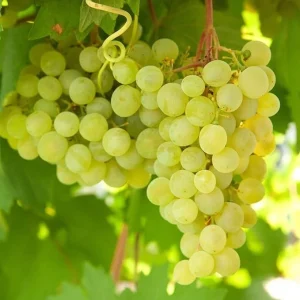 Green Thompson Seedless Grape 3 Live Unrooted 6