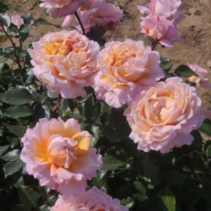 Großherzogin Luise Rose Live Plant – Yellow Hybrid Tea Rose – Fragrant Outdoor - Image 2