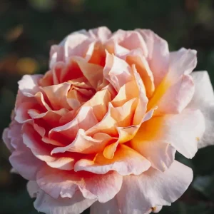 Großherzogin Luise Rose Live Plant – Yellow Hybrid Tea Rose – Fragrant Outdoor - Image 1