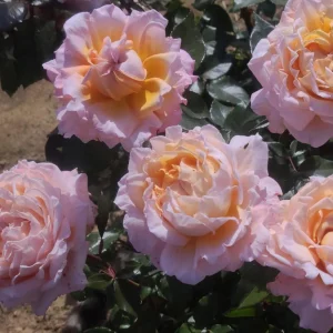 Großherzogin Luise Rose Live Plant – Yellow Hybrid Tea Rose – Fragrant Outdoor - Image 3