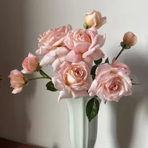 Großherzogin Luise Rose Live Plant – Yellow Hybrid Tea Rose – Fragrant Outdoor - Image 4