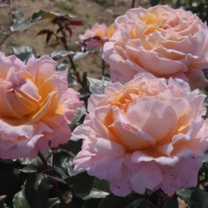 Großherzogin Luise Rose Live Plant – Yellow Hybrid Tea Rose – Fragrant Outdoor - Image 6