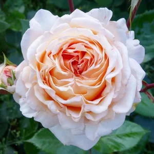 Großherzogin Luise Rose Live Plant – Yellow Hybrid Tea Rose – Fragrant Outdoor - Image 7