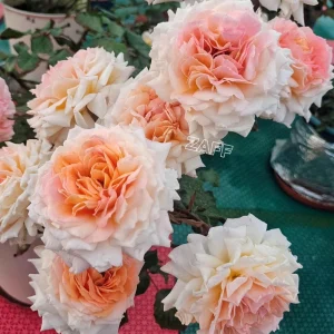 Großherzogin Luise Rose Live Plant – Yellow Hybrid Tea Rose – Fragrant Outdoor - Image 8