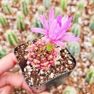 Gymnocalycium Rotundulum Cactus - Pink Live Plant - 2