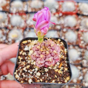 Gymnocalycium Rotundulum Cactus - Pink Live Plant - 2
