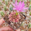 Gymnocalycium Rotundulum Cactus - Pink Live Plant - 2" or 4" Pot - Image 1