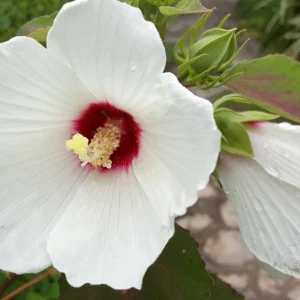 Hardy Hibiscus Moscheutos Live Starter Plant - Rose Mallow Perennial - Zones 5-9 - Image 2