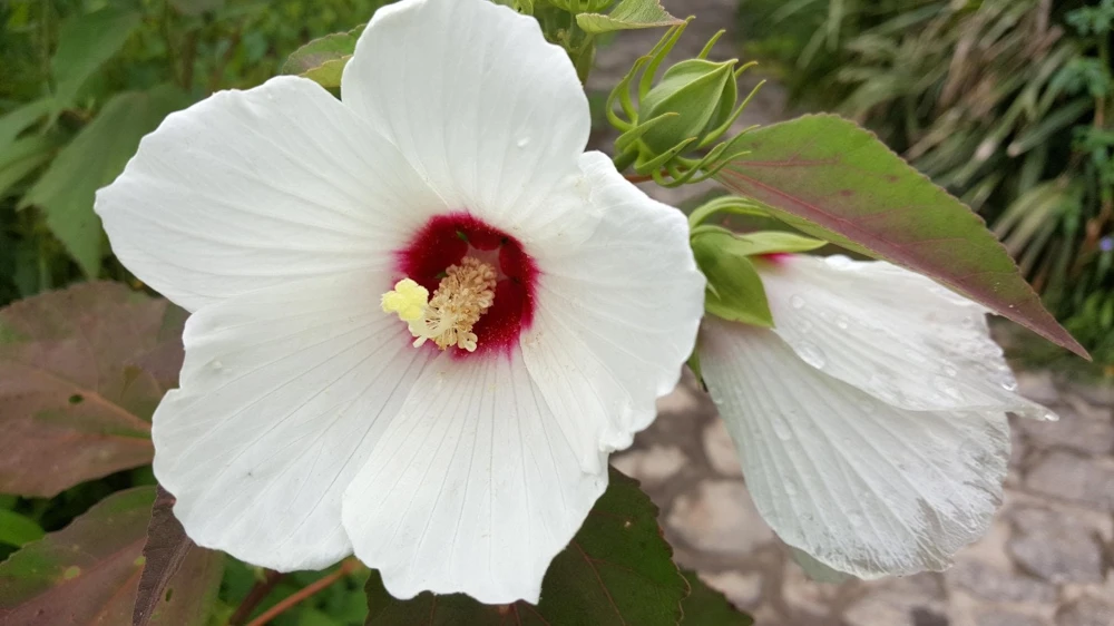 Hardy Hibiscus Moscheutos Live Starter Plant - Rose Mallow Perennial - Zones 5-9 - Image 2