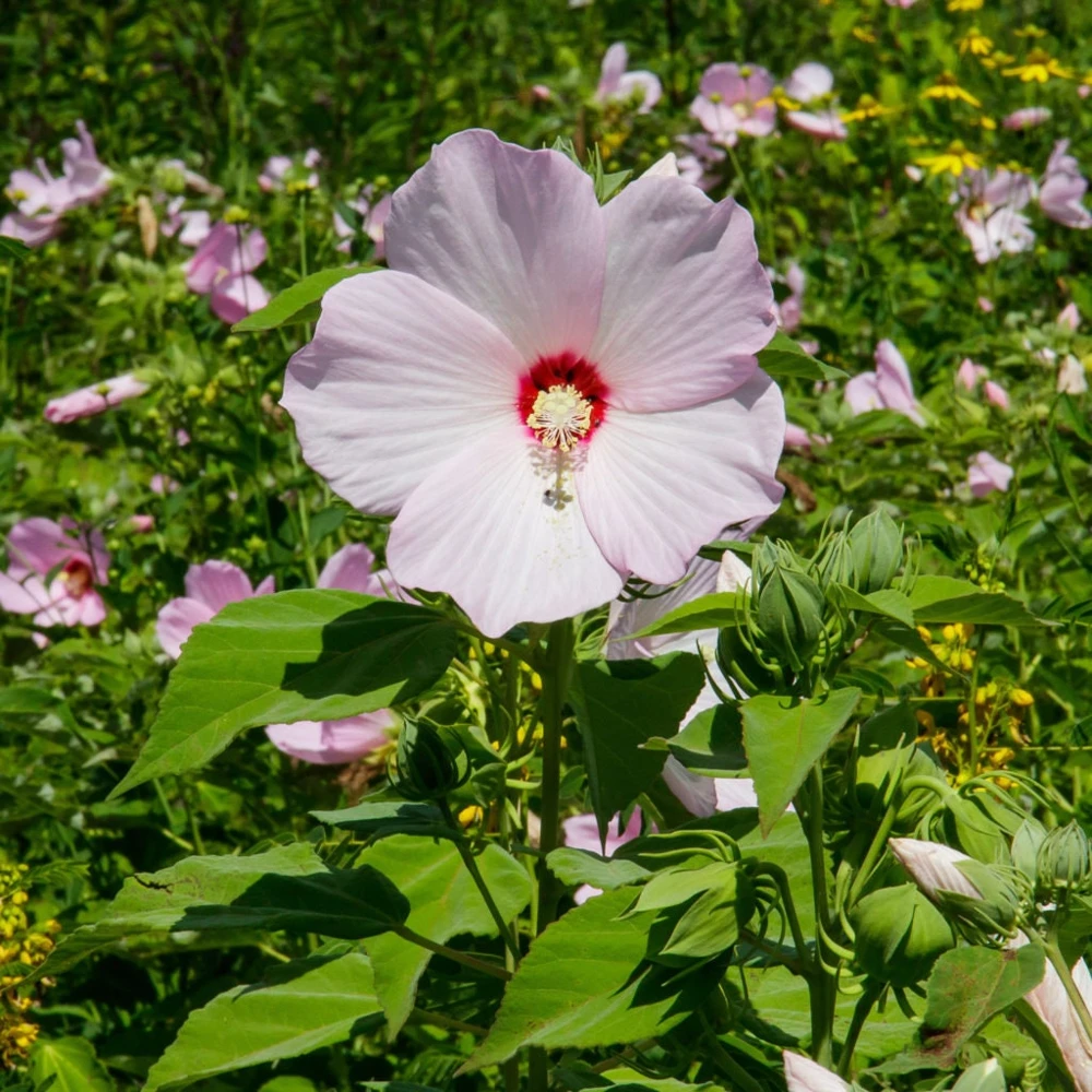 Hardy Hibiscus Moscheutos Live Starter Plant - Rose Mallow Perennial - Zones 5-9 - Image 3