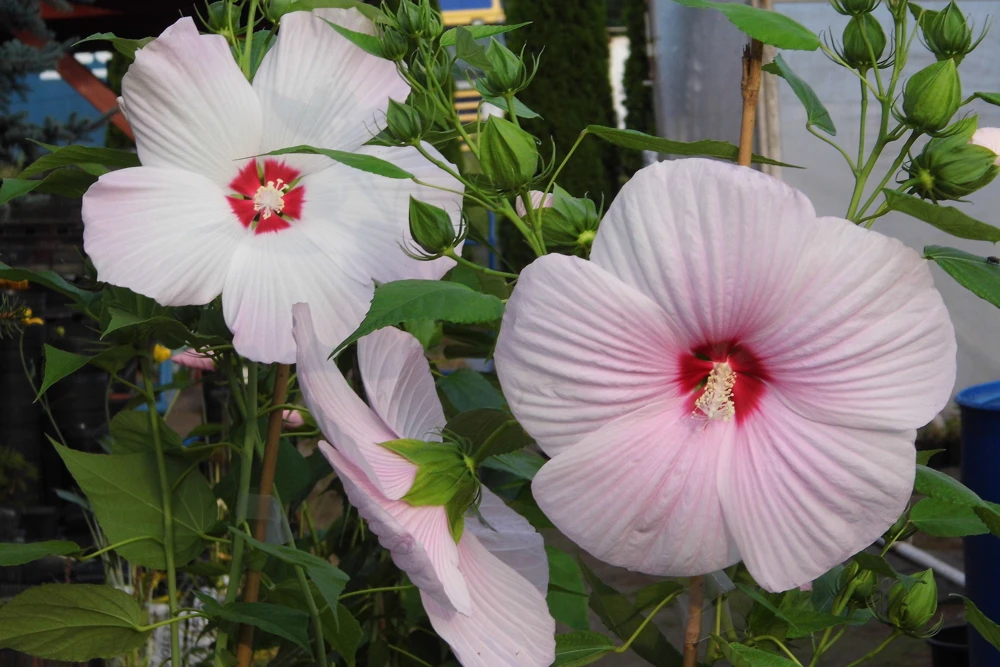 Hardy Hibiscus Moscheutos Live Starter Plant - Rose Mallow Perennial - Zones 5-9 - Image 4