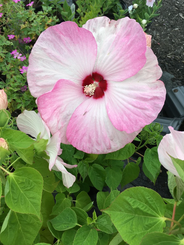 Hardy Hibiscus Moscheutos Live Starter Plant - Rose Mallow Perennial - Zones 5-9 - Image 1