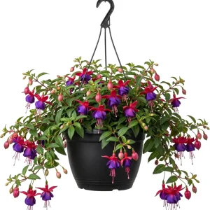 Hardy White Fuchsia Live Plant 6-10