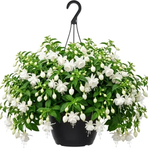 Hardy White Fuchsia Live Plant 6-10