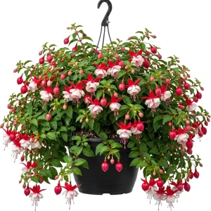 Hardy White Fuchsia Live Plant 6-10