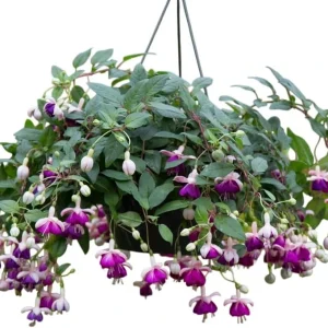 Hardy White Fuchsia Live Plant 6-10