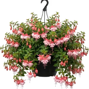 Hardy White Fuchsia Live Plant 6-10