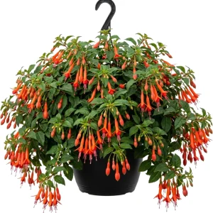 Hardy White Fuchsia Live Plant 6-10