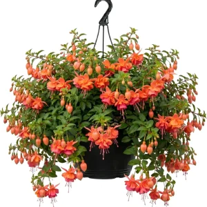 Hardy White Fuchsia Live Plant 6-10