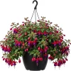 Hardy White Fuchsia Live Plant 6-10" Tall 6" Pot - Outdoor Trailing Flowers - Image 1