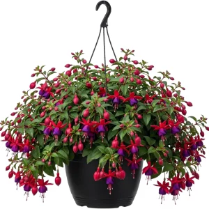 Hardy White Fuchsia Live Plant 6-10